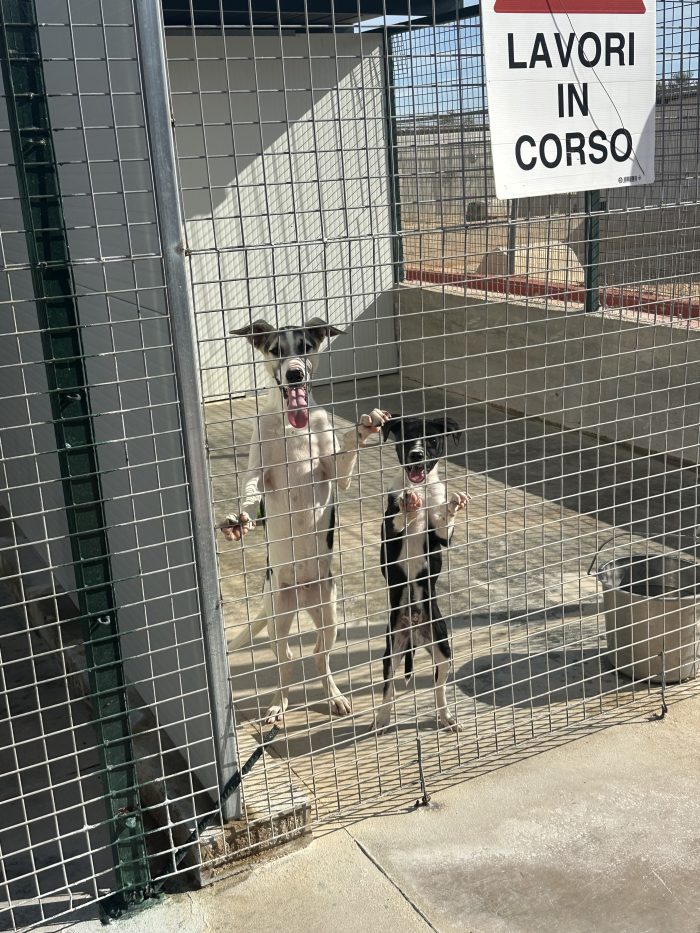 💔🐾 MI CHIAMO MARS, HO 5 MESI E SONO RIMASTO SOLO… 🐾💔 - media 6