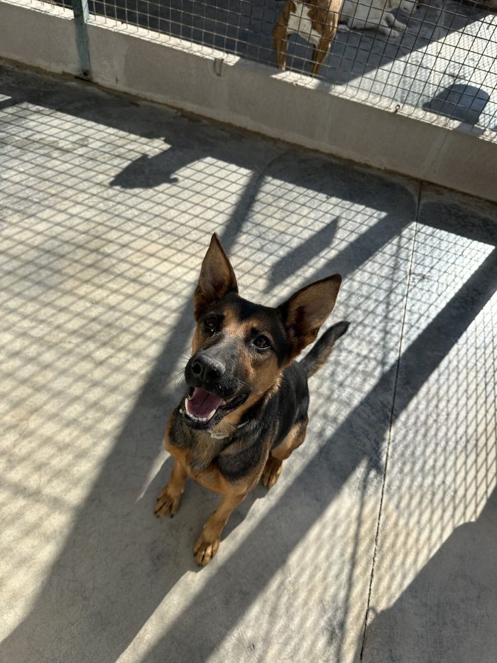 🐾❤️ PEPITA CERCA CASA! UNA SIMIL PASTORE TEDESCO CON TANTA VOGLIA DI VIVERE! ❤️🐾