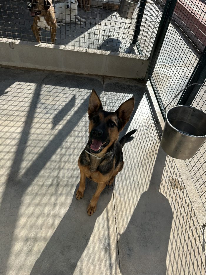 🐾❤️ PEPITA CERCA CASA! UNA SIMIL PASTORE TEDESCO CON TANTA VOGLIA DI VIVERE! ❤️🐾