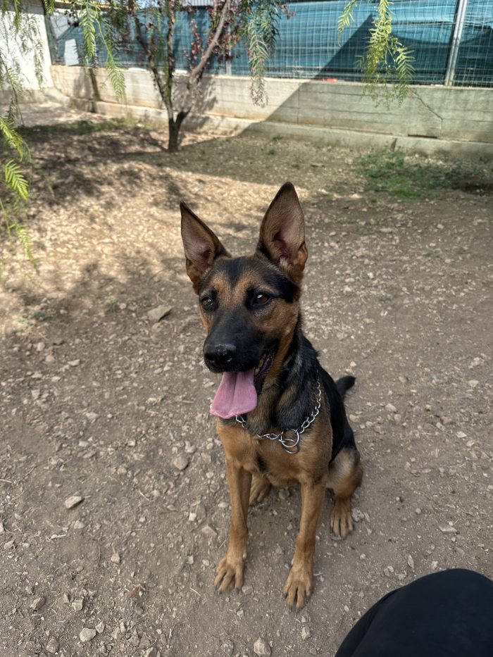 🐾❤️ PEPITA CERCA CASA! UNA SIMIL PASTORE TEDESCO CON TANTA VOGLIA DI VIVERE! ❤️🐾 - media 4