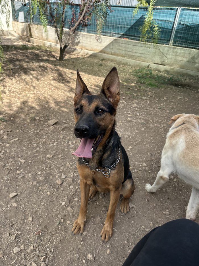 🐾❤️ PEPITA CERCA CASA! UNA SIMIL PASTORE TEDESCO CON TANTA VOGLIA DI VIVERE! ❤️🐾 - media 5