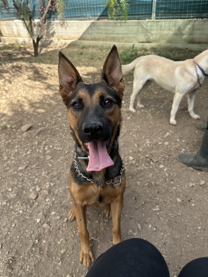 🐾❤️ PEPITA CERCA CASA! UNA SIMIL PASTORE TEDESCO CON TANTA VOGLIA DI VIVERE! ❤️🐾 - media 6