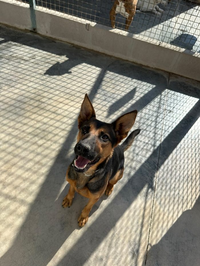 🐾❤️ PEPITA CERCA CASA! UNA SIMIL PASTORE TEDESCO CON TANTA VOGLIA DI VIVERE! ❤️🐾