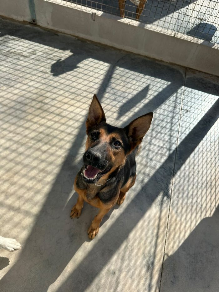 🐾❤️ PEPITA CERCA CASA! UNA SIMIL PASTORE TEDESCO CON TANTA VOGLIA DI VIVERE! ❤️🐾
