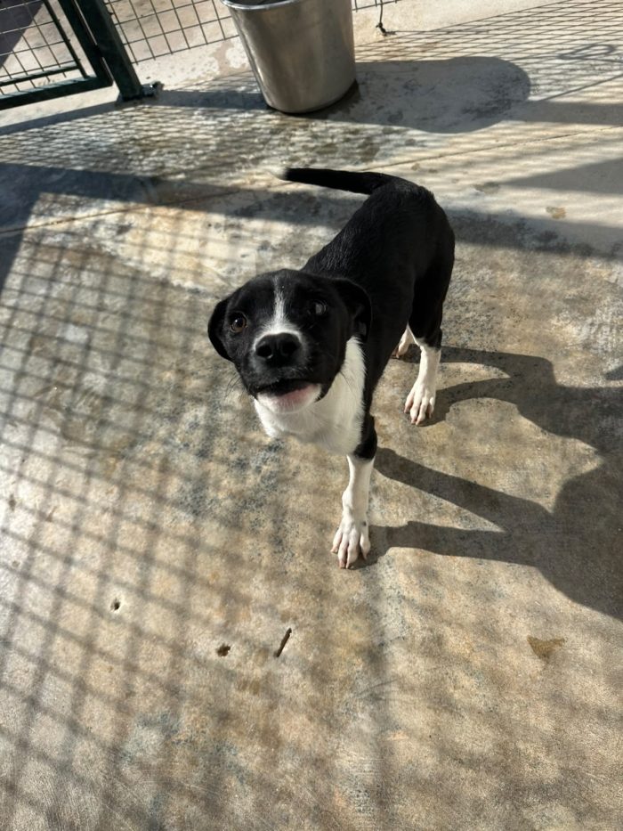 🐾❤️ CERCASI FAMIGLIA PER IL PICCOLO JERRY ❤️🐾