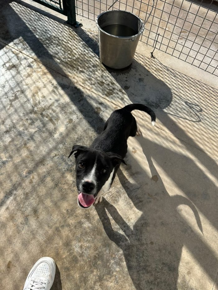 🐾❤️ CERCASI FAMIGLIA PER IL PICCOLO JERRY ❤️🐾 - media 6