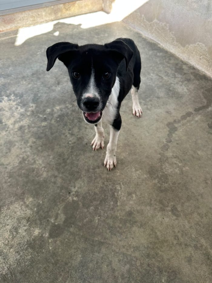 🐾❤️ CERCASI FAMIGLIA PER IL PICCOLO JERRY ❤️🐾 - media 5