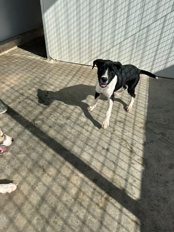 🐾❤️ CERCASI FAMIGLIA PER IL PICCOLO JERRY ❤️🐾 - media 4