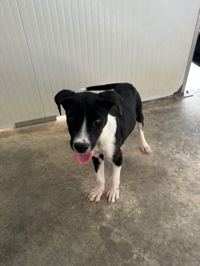 🐾❤️ CERCASI FAMIGLIA PER IL PICCOLO JERRY ❤️🐾 - media 9