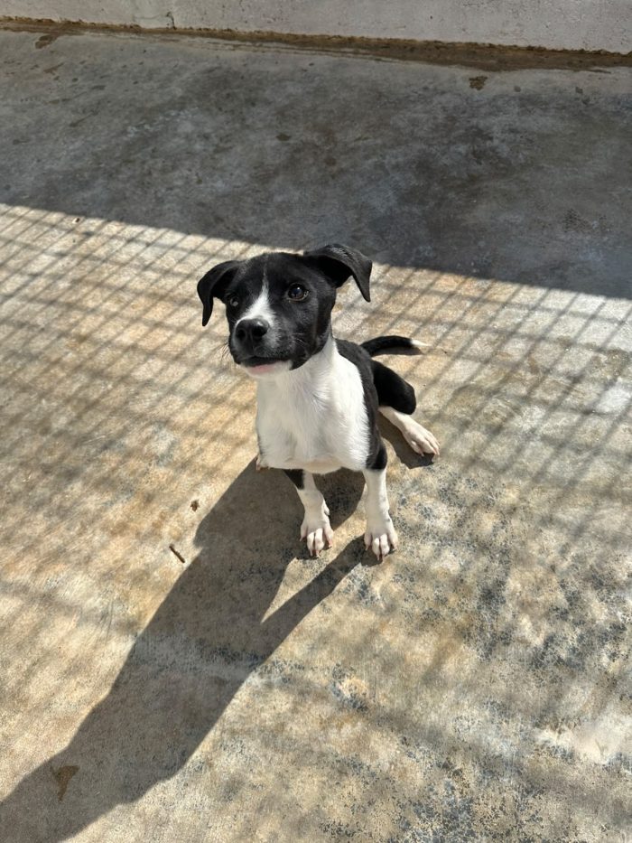 🐾❤️ CERCASI FAMIGLIA PER IL PICCOLO JERRY ❤️🐾 - media 8