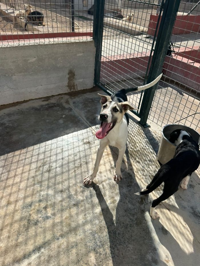💔🐾 MI CHIAMO MARS, HO 5 MESI E SONO RIMASTO SOLO… 🐾💔 - media 5