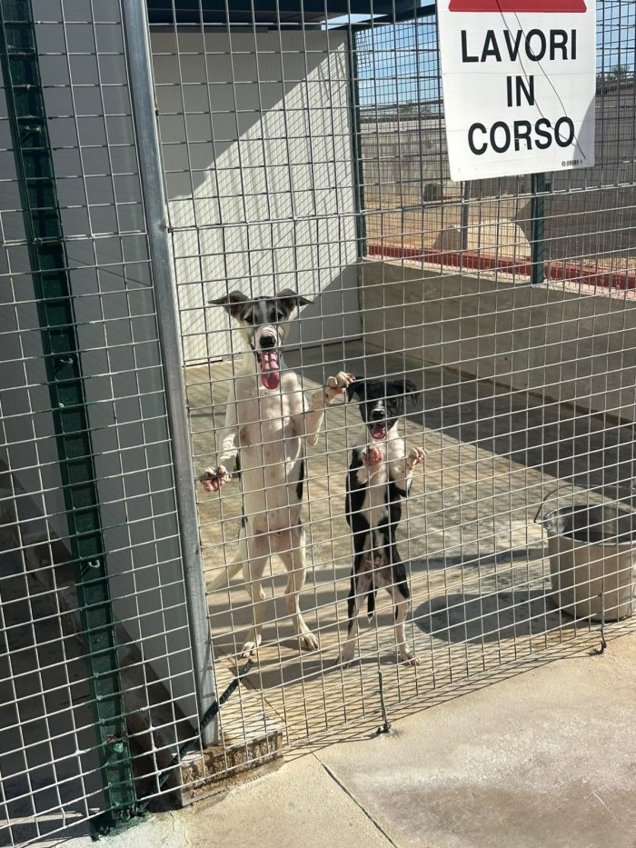 💔🐾 MI CHIAMO MARS, HO 5 MESI E SONO RIMASTO SOLO… 🐾💔 - media 6