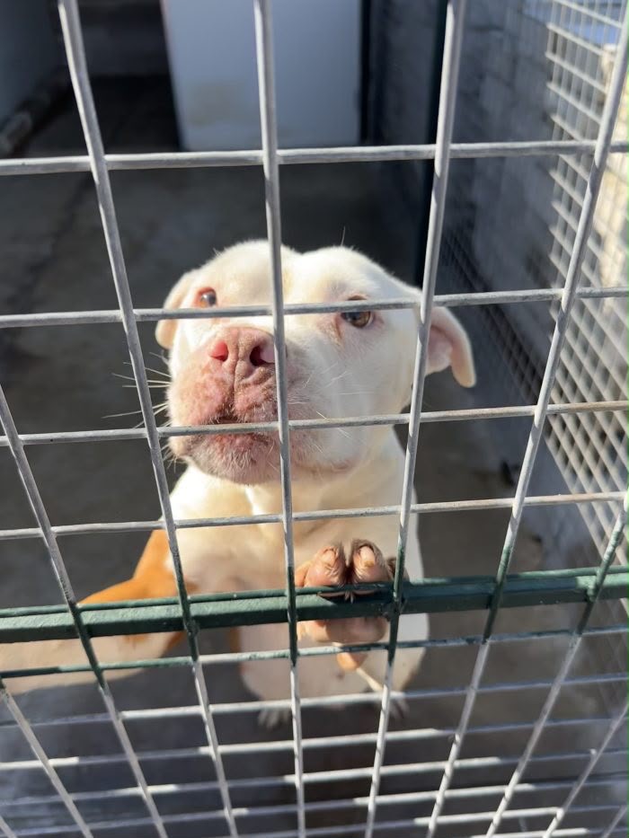 🐾 Nami cerca qualcuno che scelga di amarla per sempre 💔 - media 4