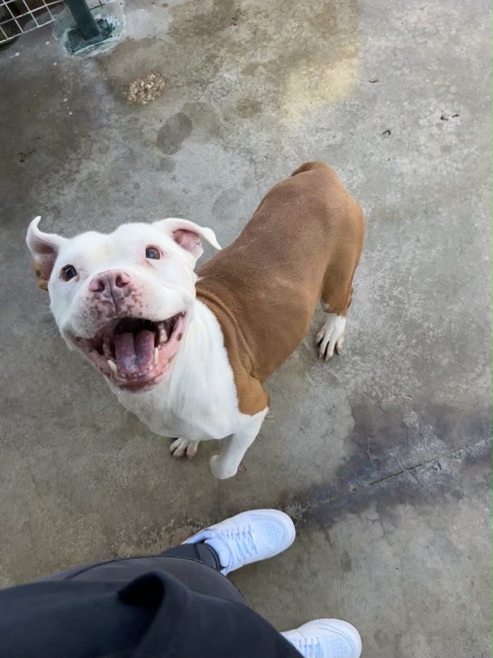 🐾 Nami cerca qualcuno che scelga di amarla per sempre 💔 - media 8