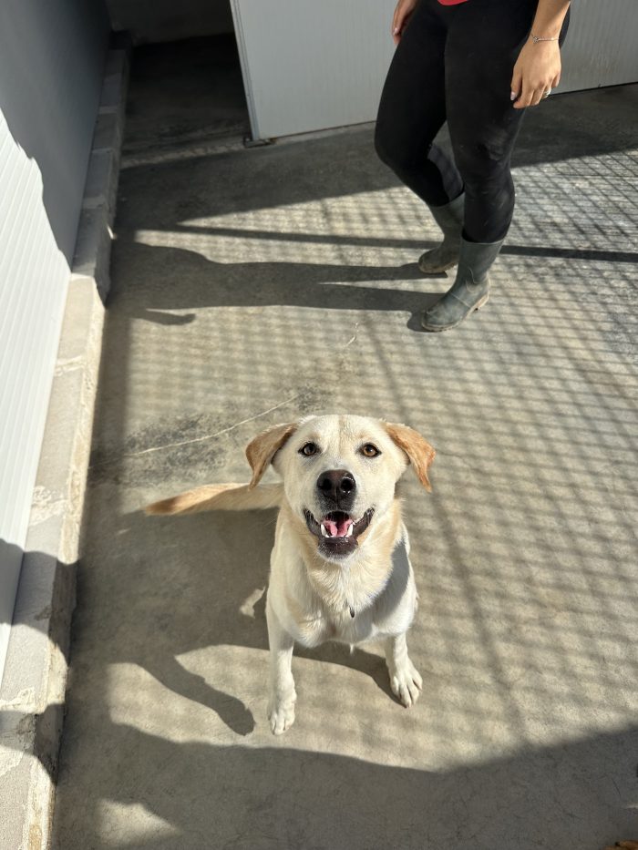 🐾💔 UN ANNO DI VITA, TANTA VOGLIA DI AMARE E UNA PORTA CHE NON SI APRE…