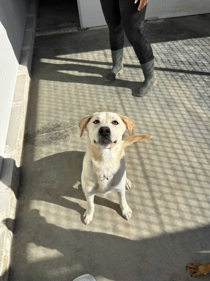 🐾💔 UN ANNO DI VITA, TANTA VOGLIA DI AMARE E UNA PORTA CHE NON SI APRE…