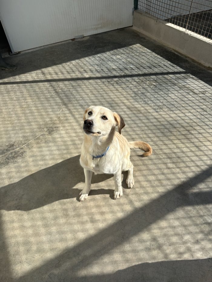 🐾💔 UN ANNO DI VITA, TANTA VOGLIA DI AMARE E UNA PORTA CHE NON SI APRE… - media 6