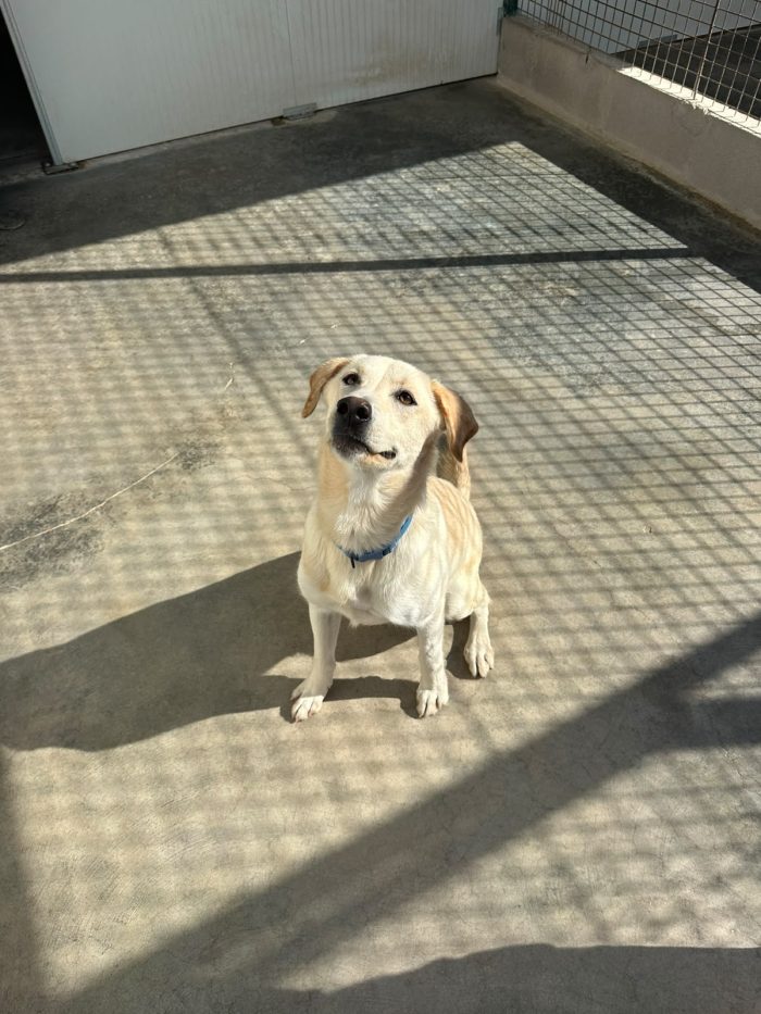 🐾💔 UN ANNO DI VITA, TANTA VOGLIA DI AMARE E UNA PORTA CHE NON SI APRE…