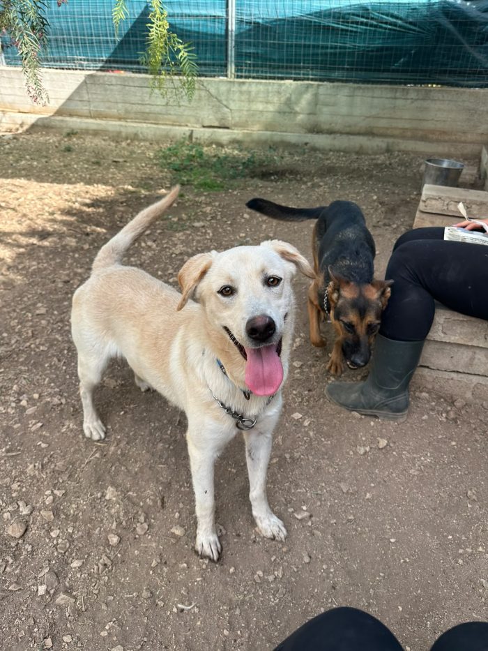 🐾💔 UN ANNO DI VITA, TANTA VOGLIA DI AMARE E UNA PORTA CHE NON SI APRE…