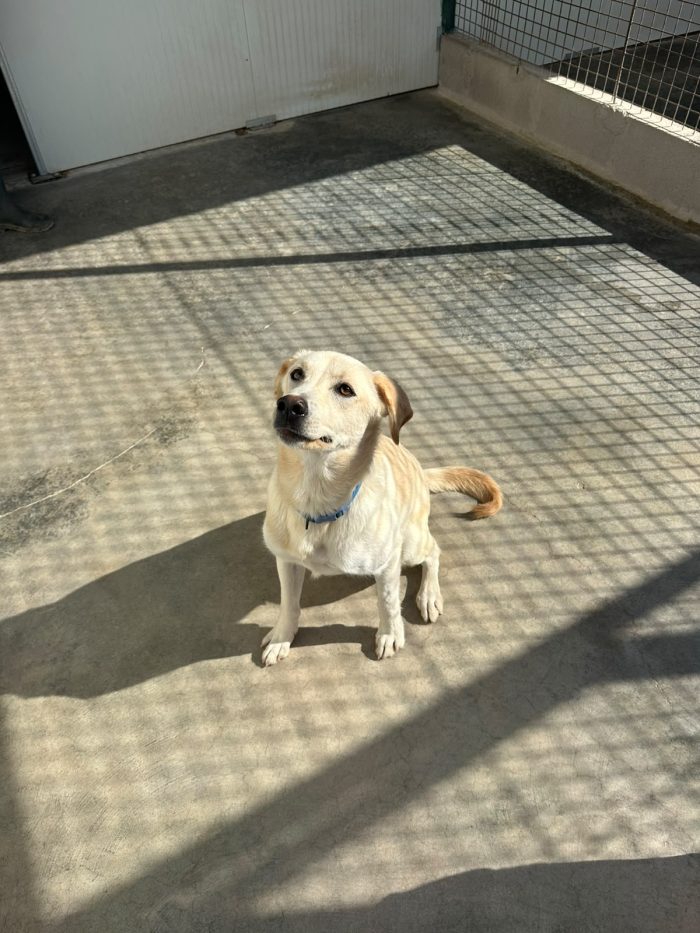 🐾💔 UN ANNO DI VITA, TANTA VOGLIA DI AMARE E UNA PORTA CHE NON SI APRE…
