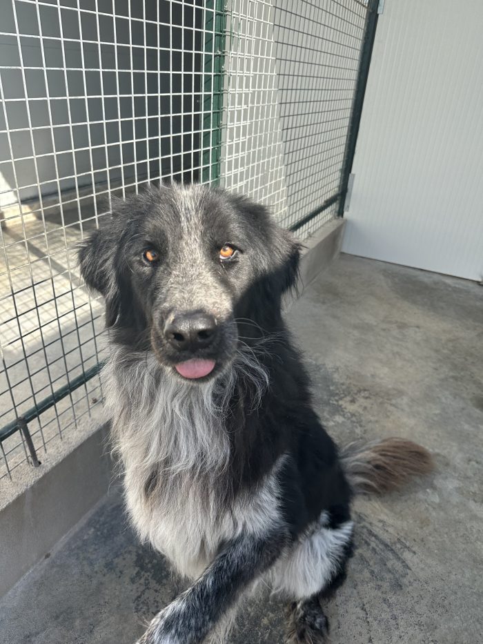 🐻❤️ MI CHIAMO ORSO, SONO GRANDE FUORI, MA HO UN CUORE ENORME! ❤️🐾