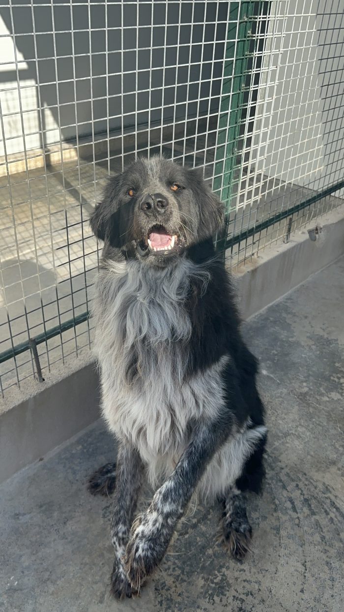 🐻❤️ MI CHIAMO ORSO, SONO GRANDE FUORI, MA HO UN CUORE ENORME! ❤️🐾