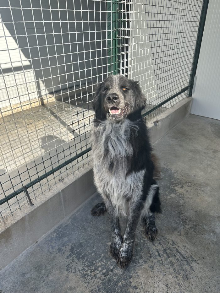🐻❤️ MI CHIAMO ORSO, SONO GRANDE FUORI, MA HO UN CUORE ENORME! ❤️🐾 - media 4
