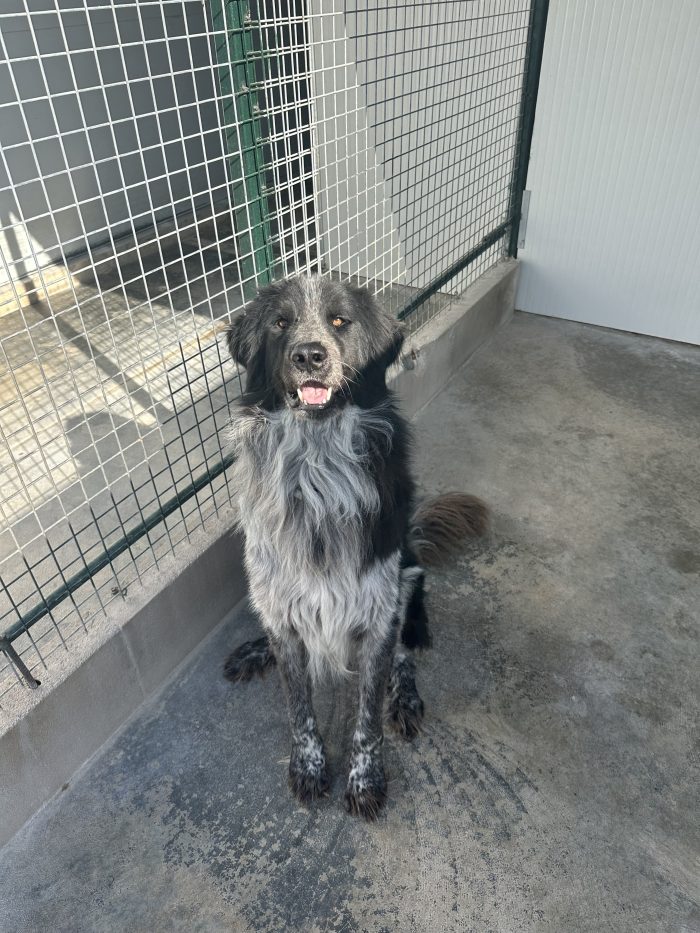 🐻❤️ MI CHIAMO ORSO, SONO GRANDE FUORI, MA HO UN CUORE ENORME! ❤️🐾 - media 5
