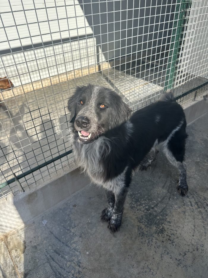 🐻❤️ MI CHIAMO ORSO, SONO GRANDE FUORI, MA HO UN CUORE ENORME! ❤️🐾 - media 6