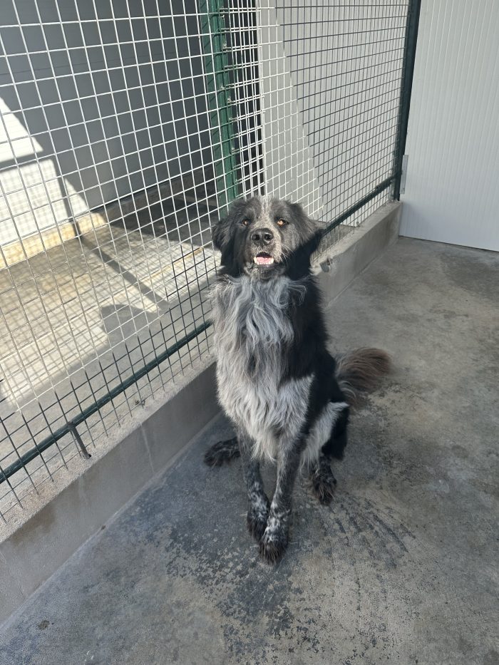 🐻❤️ MI CHIAMO ORSO, SONO GRANDE FUORI, MA HO UN CUORE ENORME! ❤️🐾 - media 7