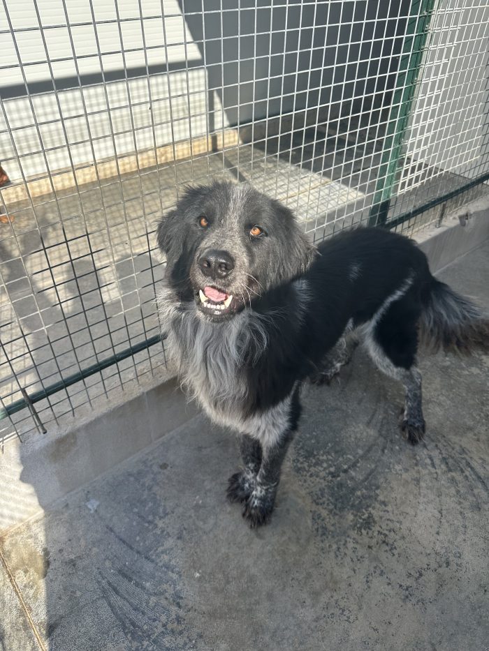 🐻❤️ MI CHIAMO ORSO, SONO GRANDE FUORI, MA HO UN CUORE ENORME! ❤️🐾 - media 8
