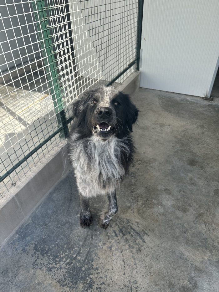 🐻❤️ MI CHIAMO ORSO, SONO GRANDE FUORI, MA HO UN CUORE ENORME! ❤️🐾 - media 9