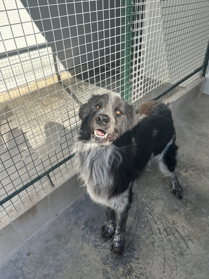 🐻❤️ MI CHIAMO ORSO, SONO GRANDE FUORI, MA HO UN CUORE ENORME! ❤️🐾 - media 10