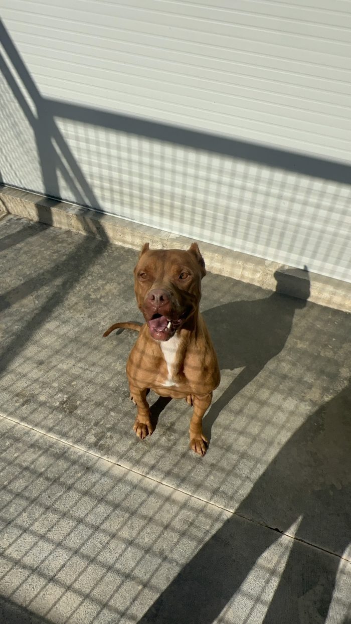 💔 SHEJA, UNA PITBULL CHE STA SOFFRENDO IN SILENZIO. 💔