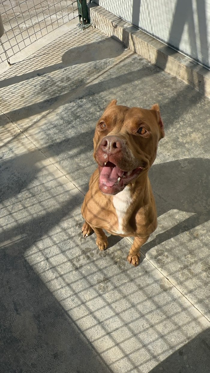 💔 SHEJA, UNA PITBULL CHE STA SOFFRENDO IN SILENZIO. 💔