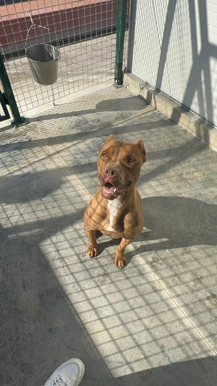 💔 SHEJA, UNA PITBULL CHE STA SOFFRENDO IN SILENZIO. 💔