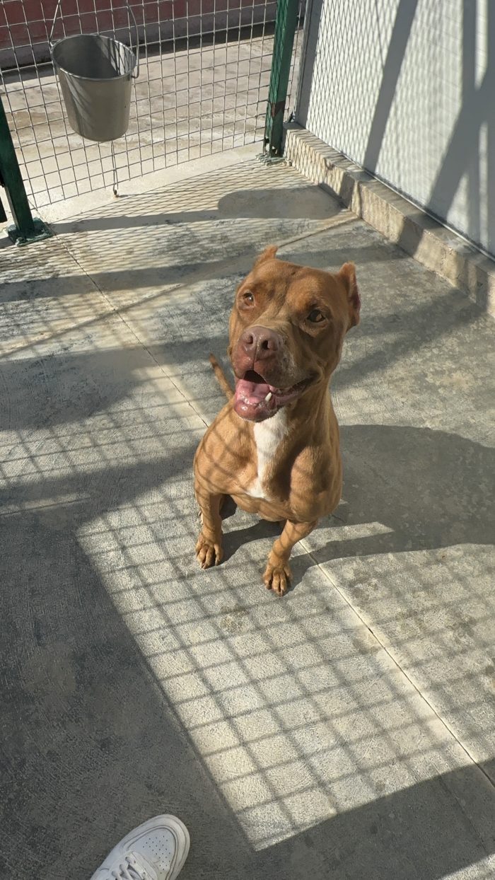 💔 SHEJA, UNA PITBULL CHE STA SOFFRENDO IN SILENZIO. 💔 - media 4