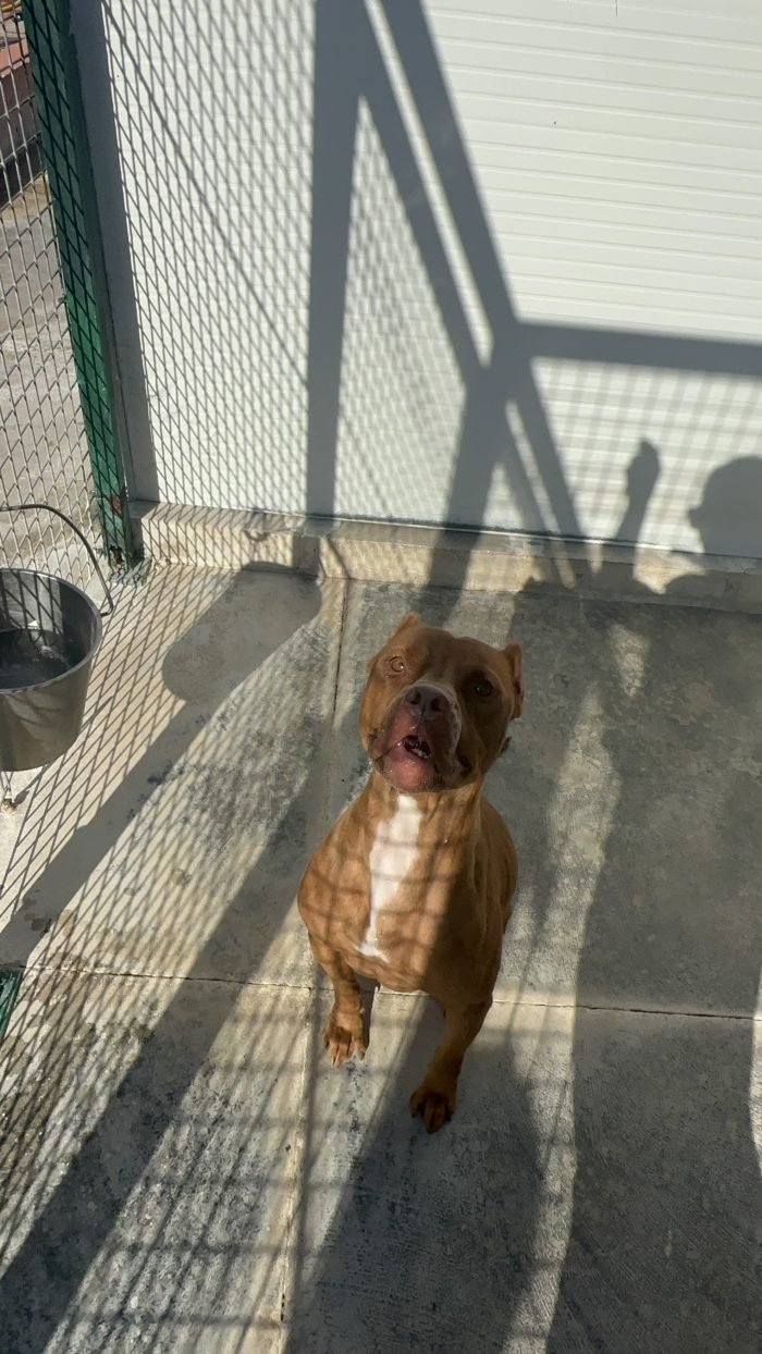 💔 SHEJA, UNA PITBULL CHE STA SOFFRENDO IN SILENZIO. 💔 - media 5