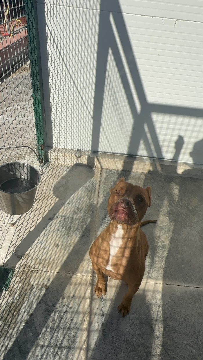 💔 SHEJA, UNA PITBULL CHE STA SOFFRENDO IN SILENZIO. 💔 - media 6