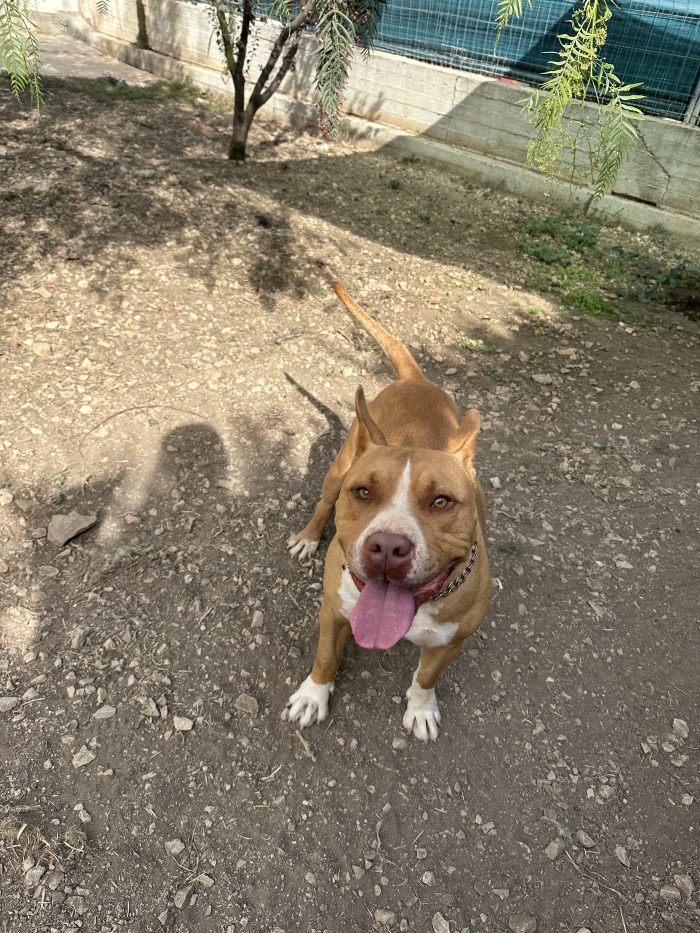 😂❤️ CHOPSY, POCHI CENTIMETRI DI ALTEZZA… MA UN CUORE GRANDE COSÌ! ❤️🐾 - media 5