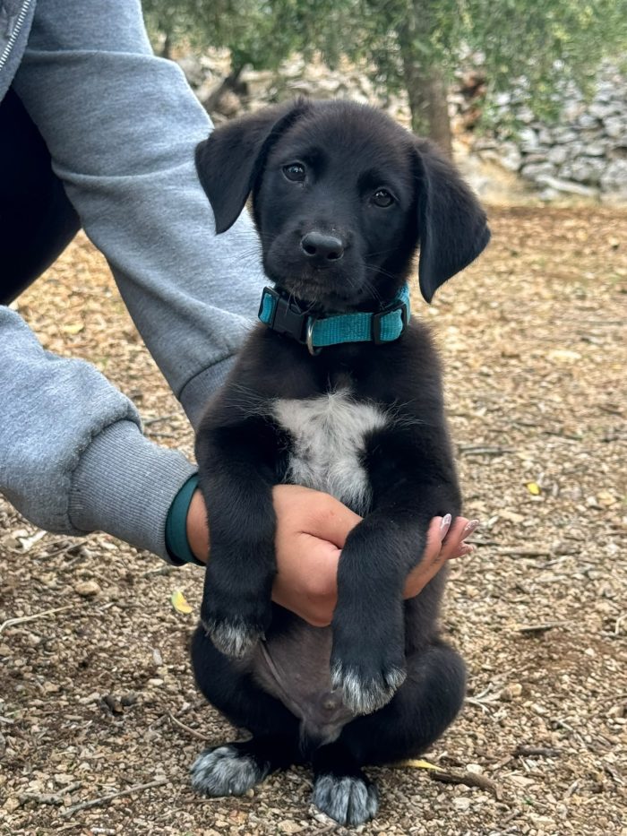 🥺❤️ EREN, 3 MESI DI VITA E UN MONDO INTERO DA SCOPRIRE… MA NESSUNO CHE LO ABBIA ANCORA SCELTO! 🐾🏡