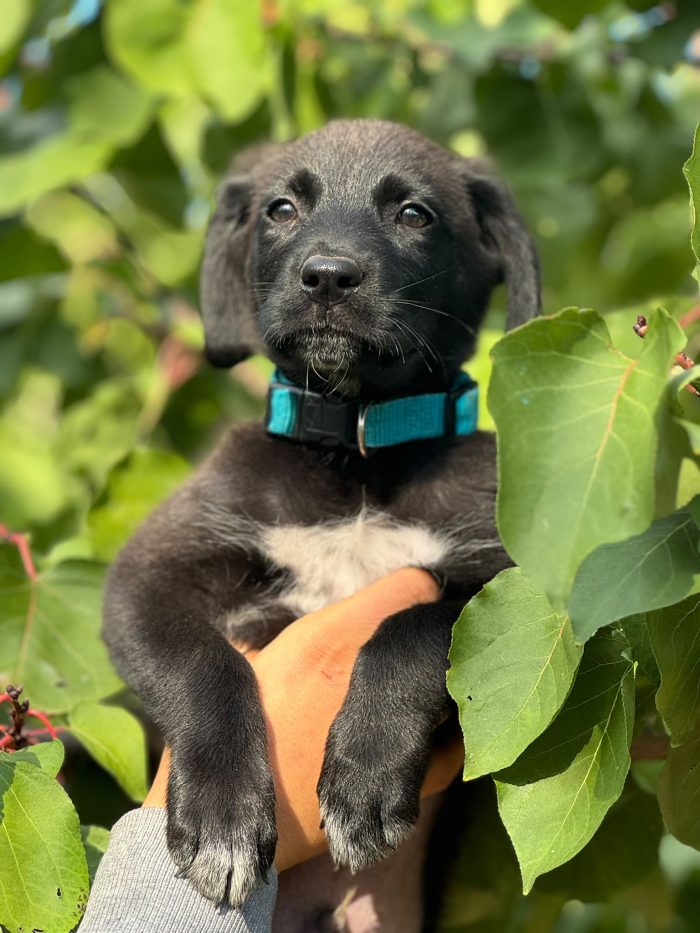 🥺❤️ EREN, 3 MESI DI VITA E UN MONDO INTERO DA SCOPRIRE… MA NESSUNO CHE LO ABBIA ANCORA SCELTO! 🐾🏡
