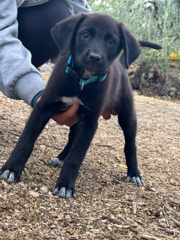 🥺❤️ EREN, 3 MESI DI VITA E UN MONDO INTERO DA SCOPRIRE… MA NESSUNO CHE LO ABBIA ANCORA SCELTO! 🐾🏡