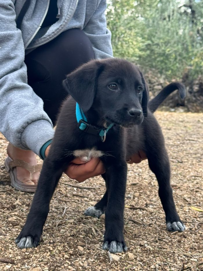 🥺❤️ EREN, 3 MESI DI VITA E UN MONDO INTERO DA SCOPRIRE… MA NESSUNO CHE LO ABBIA ANCORA SCELTO! 🐾🏡 - media 6