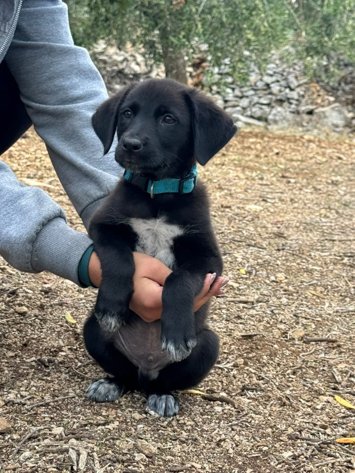 🥺❤️ EREN, 3 MESI DI VITA E UN MONDO INTERO DA SCOPRIRE… MA NESSUNO CHE LO ABBIA ANCORA SCELTO! 🐾🏡 - media 5