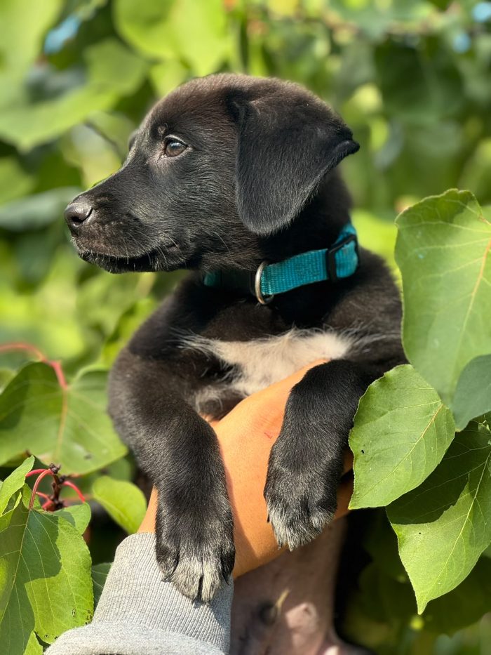 🥺❤️ EREN, 3 MESI DI VITA E UN MONDO INTERO DA SCOPRIRE… MA NESSUNO CHE LO ABBIA ANCORA SCELTO! 🐾🏡 - media 4