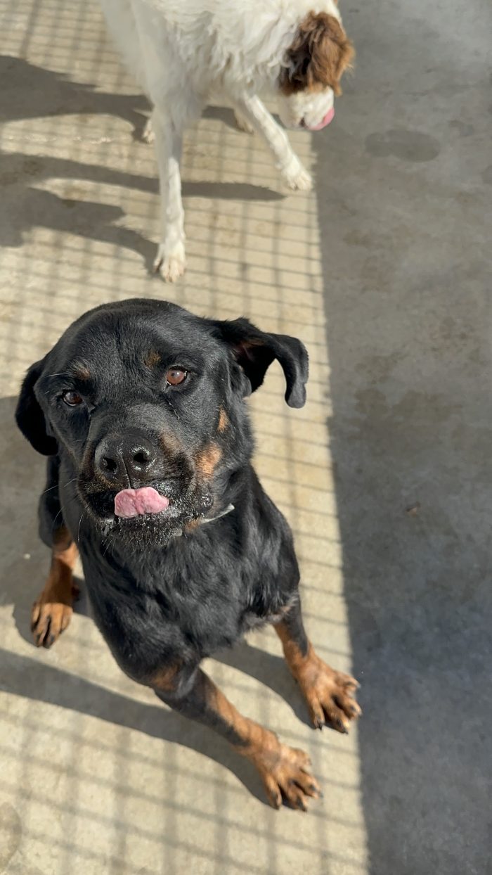 🖤🐾 KEVIN, UN GIGANTE BUONO CON TANTA VOGLIA DI GIOCARE E NESSUNO CON CUI FARLO OGNI GIORNO! 🥹❤️