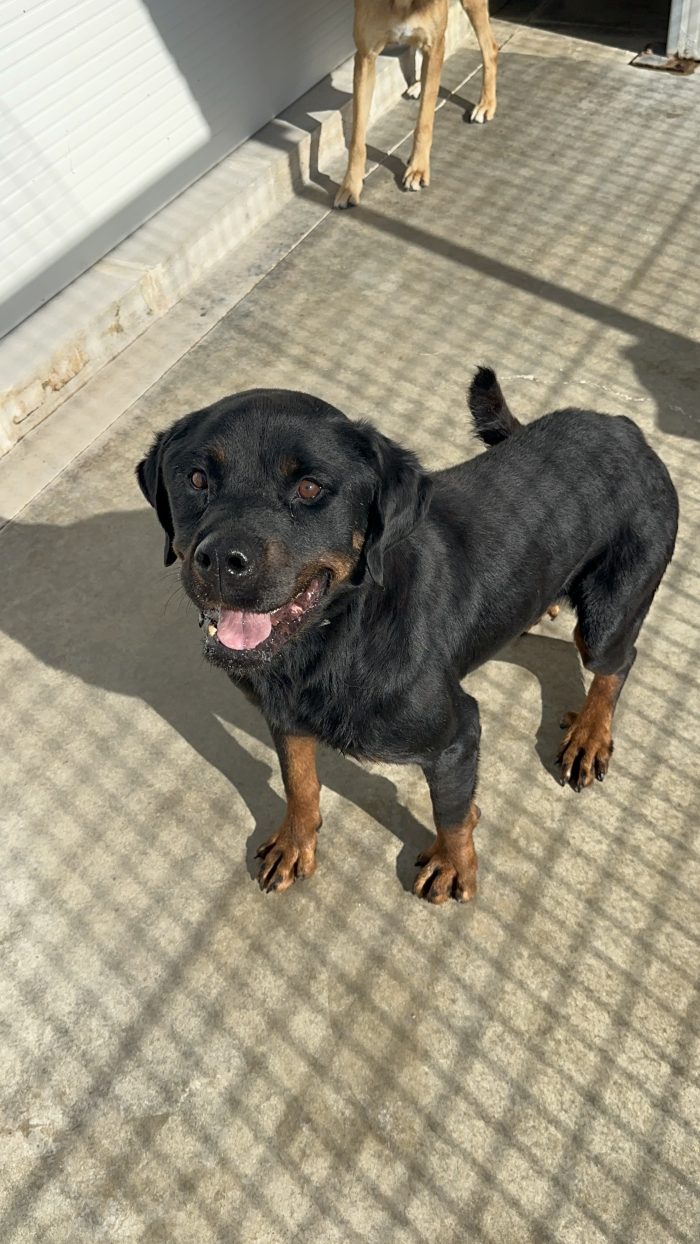 🖤🐾 KEVIN, UN GIGANTE BUONO CON TANTA VOGLIA DI GIOCARE E NESSUNO CON CUI FARLO OGNI GIORNO! 🥹❤️