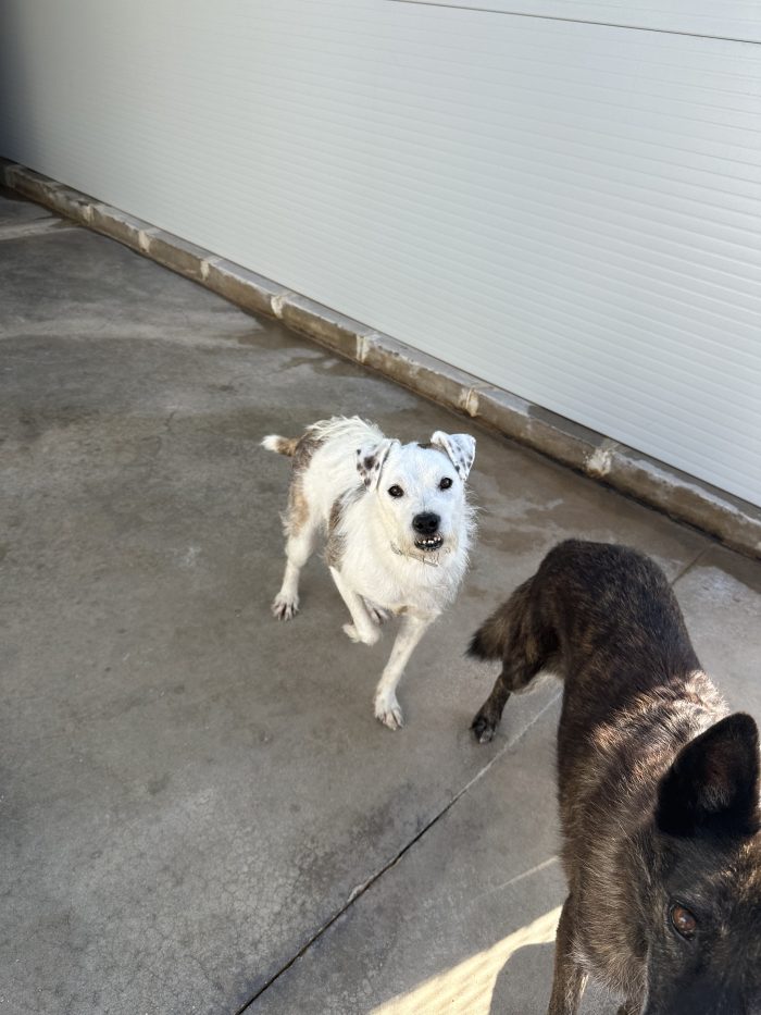 🥹❤️ GIANNINO, QUANDO ARRIVERÀ ANCHE PER TE IL MOMENTO DI ESSERE FELICE? 🐾🏡