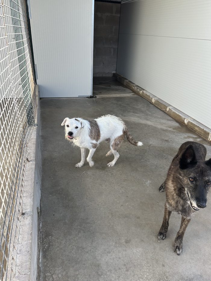 🥹❤️ GIANNINO, QUANDO ARRIVERÀ ANCHE PER TE IL MOMENTO DI ESSERE FELICE? 🐾🏡